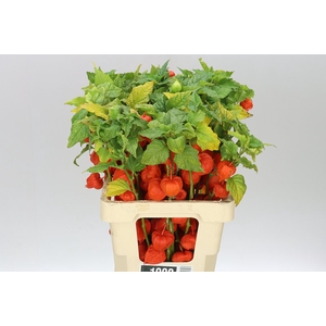 Physalis Orange A2