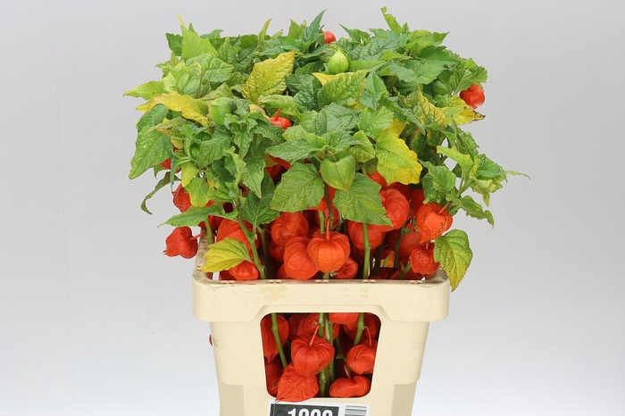 <h4>Physalis Orange A2</h4>