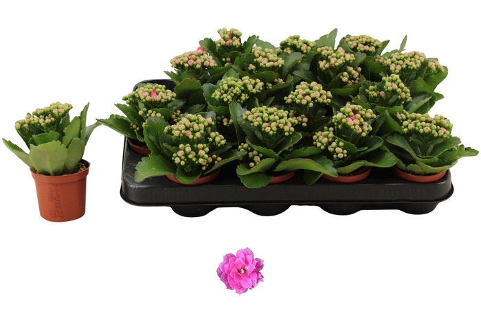 <h4>KAL GE NANDO PINK</h4>