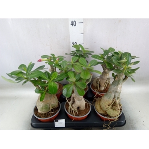 Adenium obesum