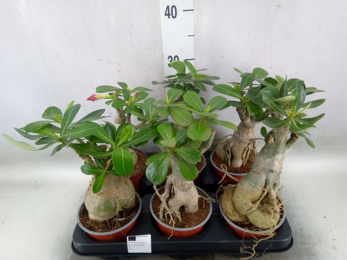 <h4>Adenium obesum</h4>