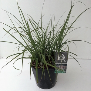 Graminées Miscanthus 'Ferner Osten'