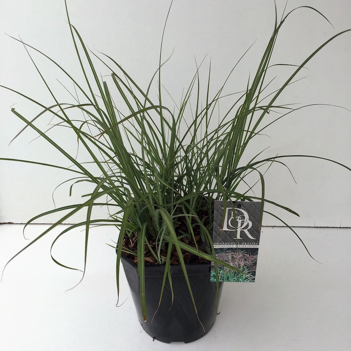 <h4>Graminées Miscanthus 'Ferner Osten'</h4>