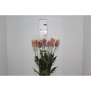 ANASTASIA CHISPA 080 CM BICOLOR