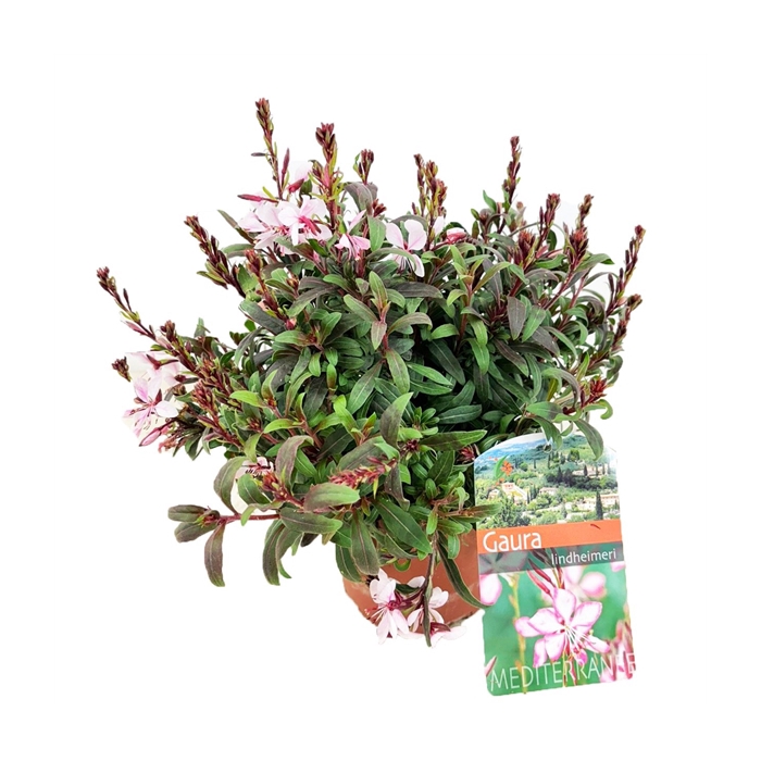 <h4>Gaura lindheimeri</h4>