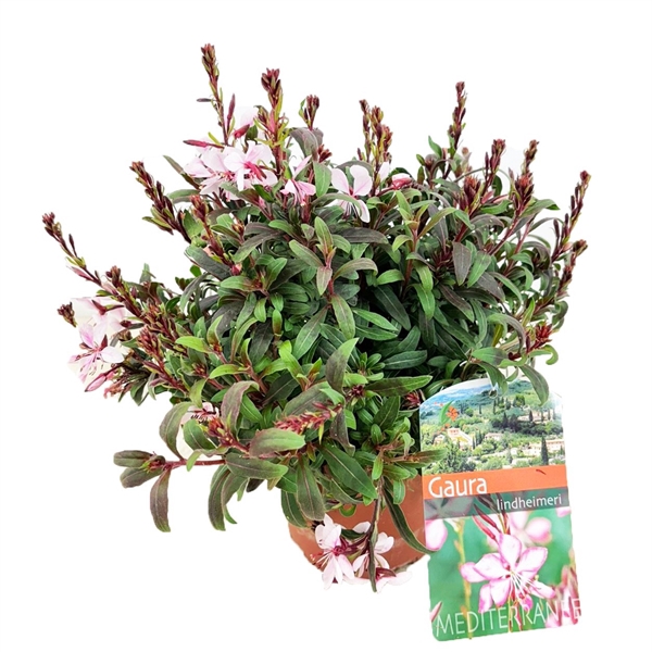 <h4>Gaura lindheimeri</h4>