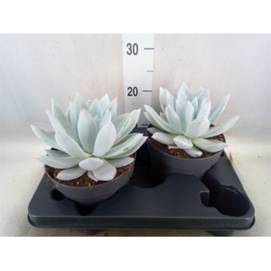Echeveria  'Mexican Giant'