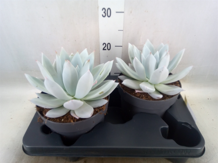 <h4>Echeveria  'Mexican Giant'</h4>