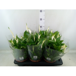 Spathiphyllum  'Chopin'