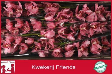 <h4>Cymb T Monica</h4>