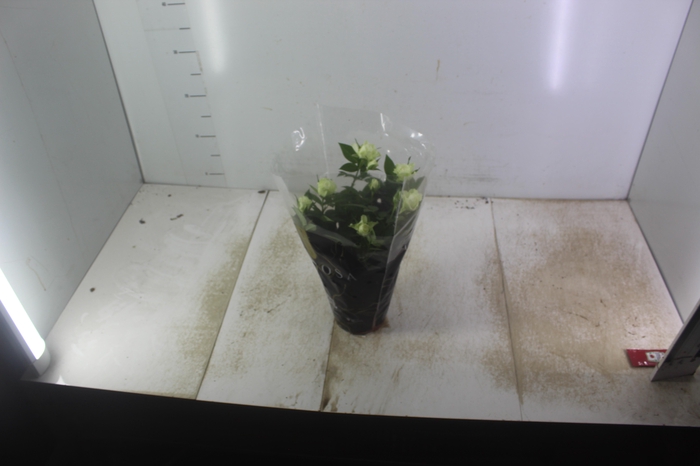 <h4>ROSEIRA MINI P13</h4>