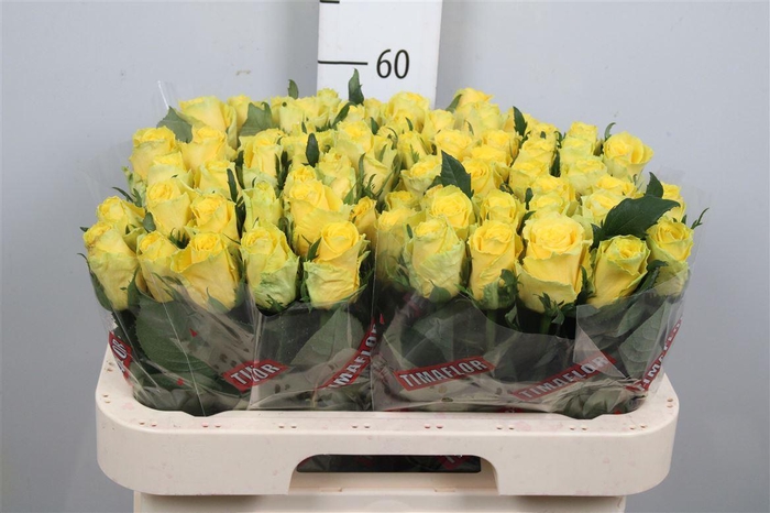 <h4>R Gr Good Times</h4>