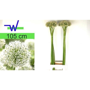 ALLIUM MOUNT EVEREST