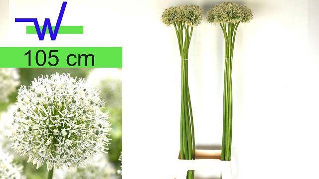 <h4>ALLIUM MOUNT EVEREST</h4>