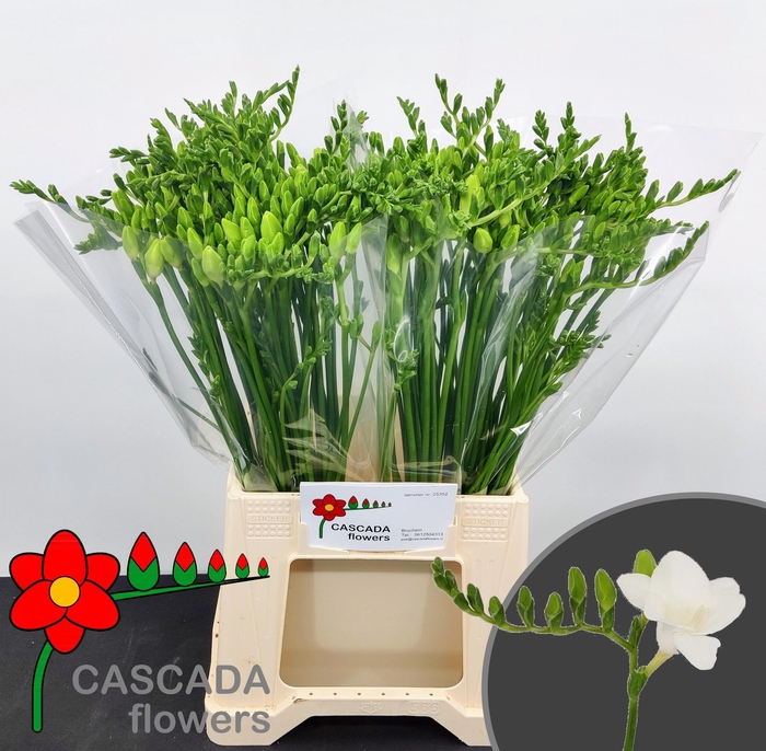 <h4>FR EN POLAR RIVER</h4>