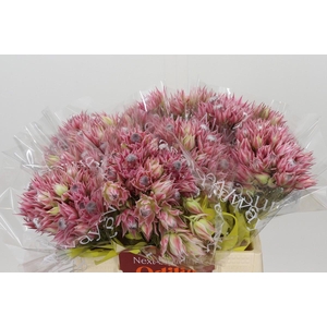 Blushing Bride Pink 2/5 Flowers