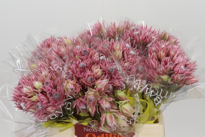 <h4>Blushing Bride Pink 2/5 Flowers</h4>