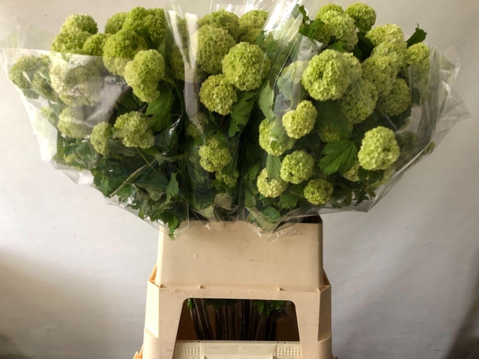 <h4>VIBURNUM ROSEUM ST</h4>