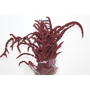 AMARANTHUS VINHO
