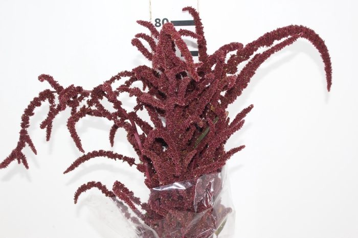 <h4>AMARANTHUS VINHO</h4>