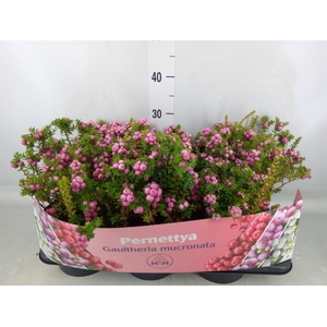 Gaultheria mucronata