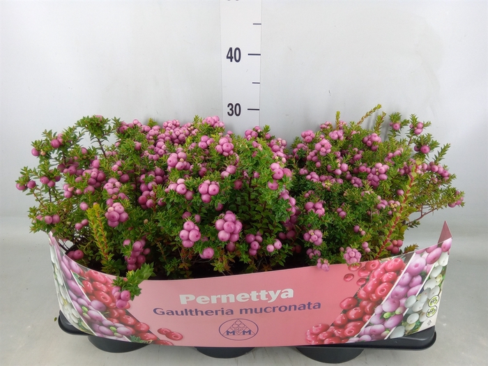 <h4>Gaultheria mucronata</h4>