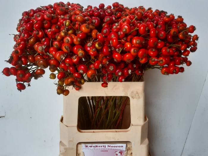 <h4>ROSA RED HOOIJDONK</h4>
