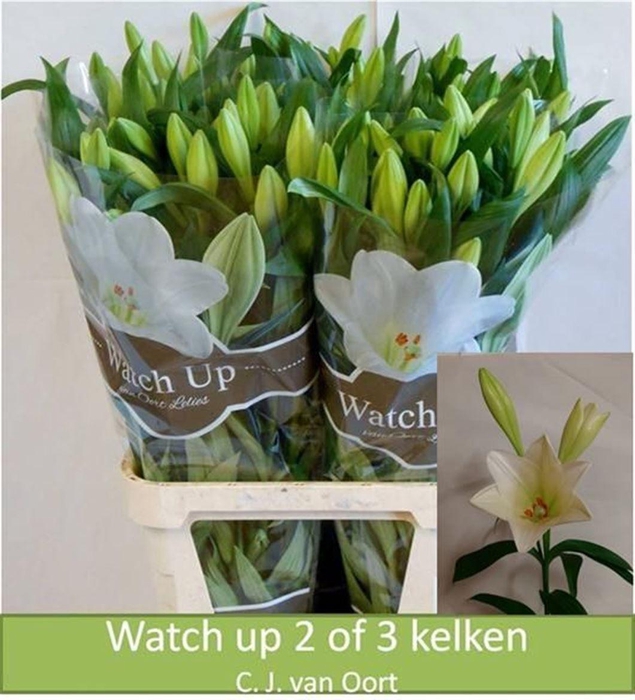 <h4>Li Lf Watch Up 3+</h4>