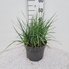 Panicum virgatum