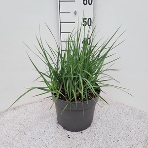 Panicum virgatum