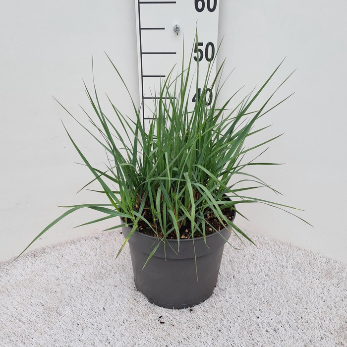 <h4>Panicum virgatum</h4>