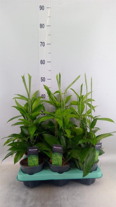 <h4>Dracaena surculosa</h4>