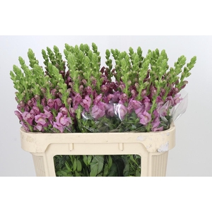 Antirrhinum Potomac Lavender