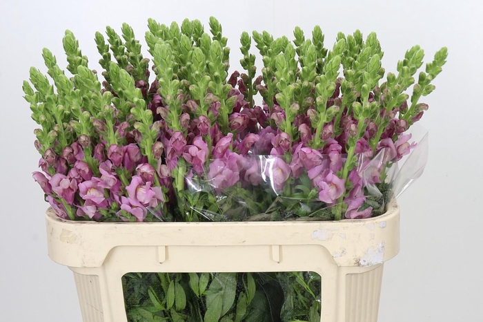 <h4>Antirrhinum Potomac Lavender</h4>
