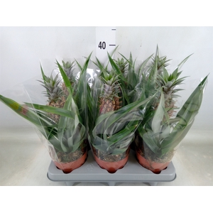 Ananas  'Rosita'