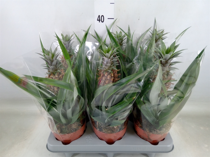 <h4>Ananas  'Rosita'</h4>