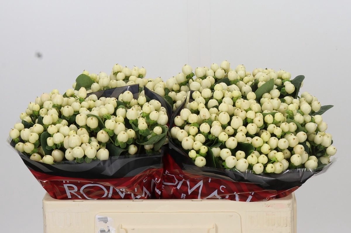 <h4>Hypericum Cool Romance</h4>