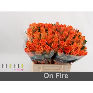 Rosa large on fire