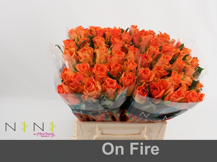 <h4>Rosa large on fire</h4>