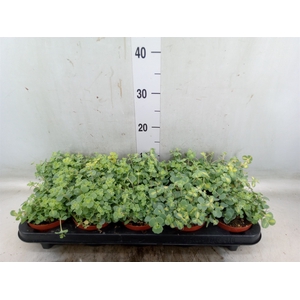 Sedum sieboldii 'Mediovariegatum'