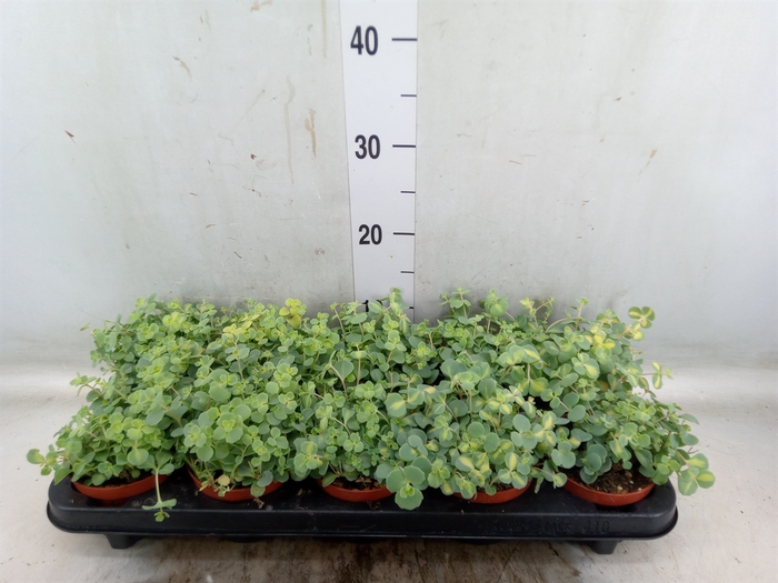 <h4>Sedum sieboldii 'Mediovariegatum'</h4>