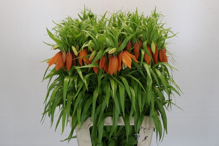 <h4>Fritillaria 'Sunrise'</h4>