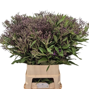 VERNONIA CRINITA