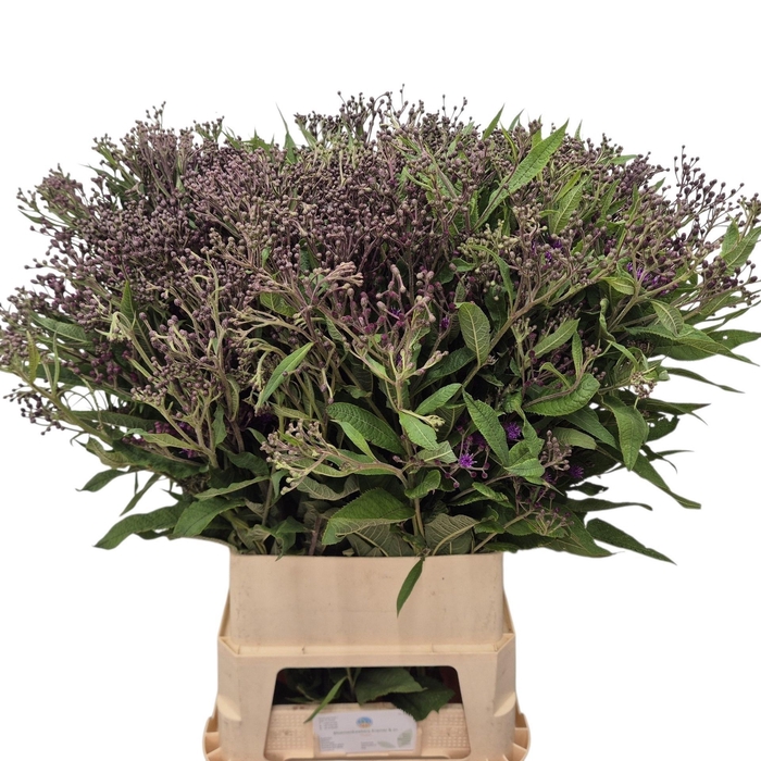 <h4>VERNONIA CRINITA</h4>