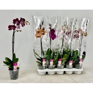 PHAL GEM