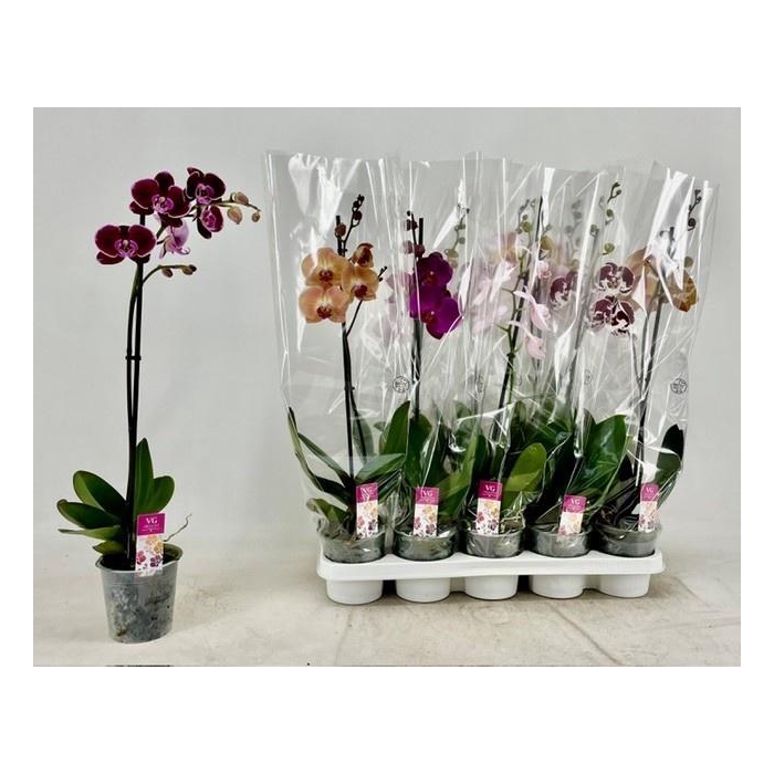 <h4>PHAL GEM</h4>
