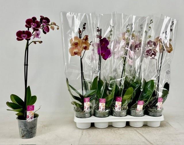 PHAL GEM