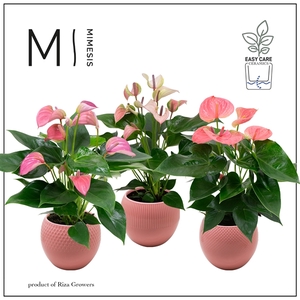 Mimesis Anthurium KARMA Pink Mix - Bolivia Pink