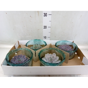 Arr.  Succulents L%
