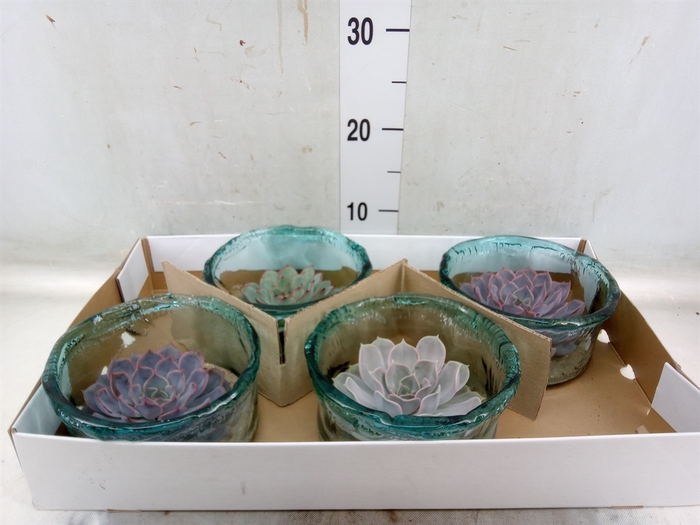 <h4>Arr.  Succulents L%</h4>